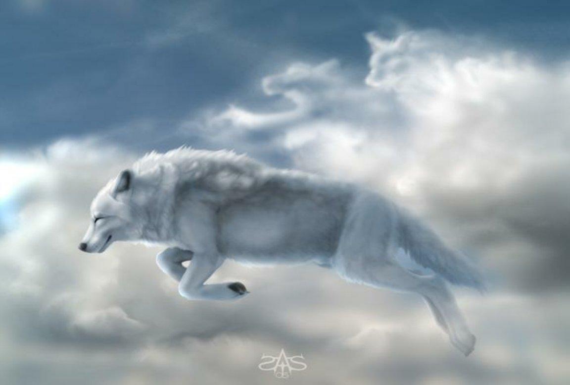 Anime White Wolf Wallpapers Wallpaper Cave