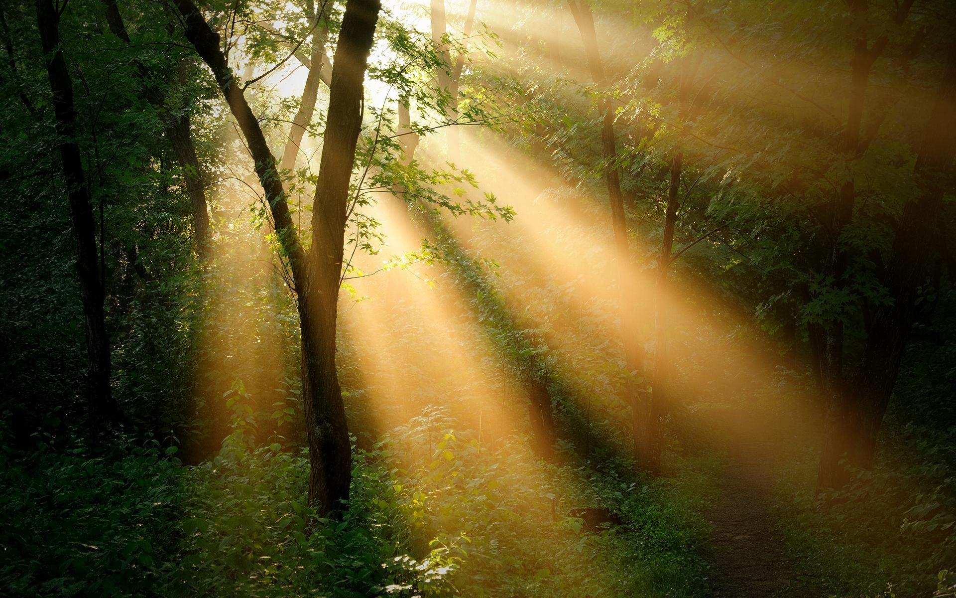 Sun Rays Through Forest Trees Wallpapers Wallpaper Cave