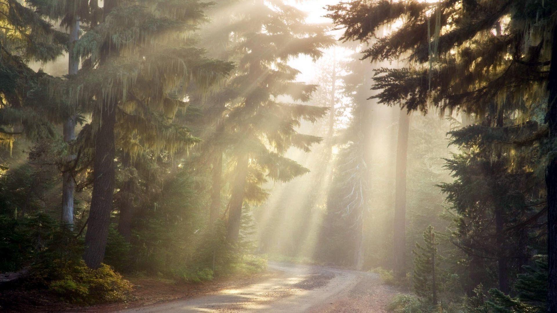 Sun Rays Through Forest Trees Wallpapers Wallpaper Cave