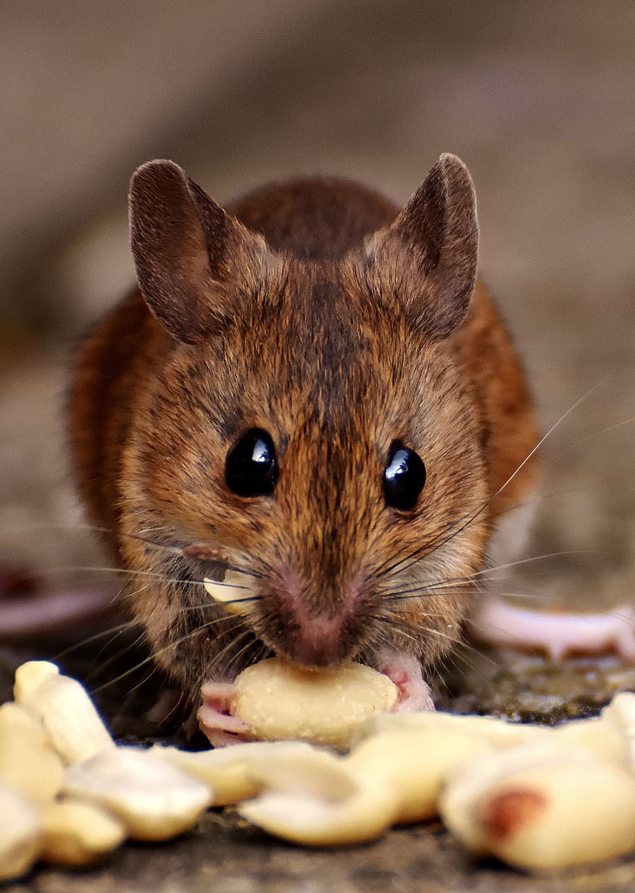 Cute Rat Wallpapers Wallpaper Cave