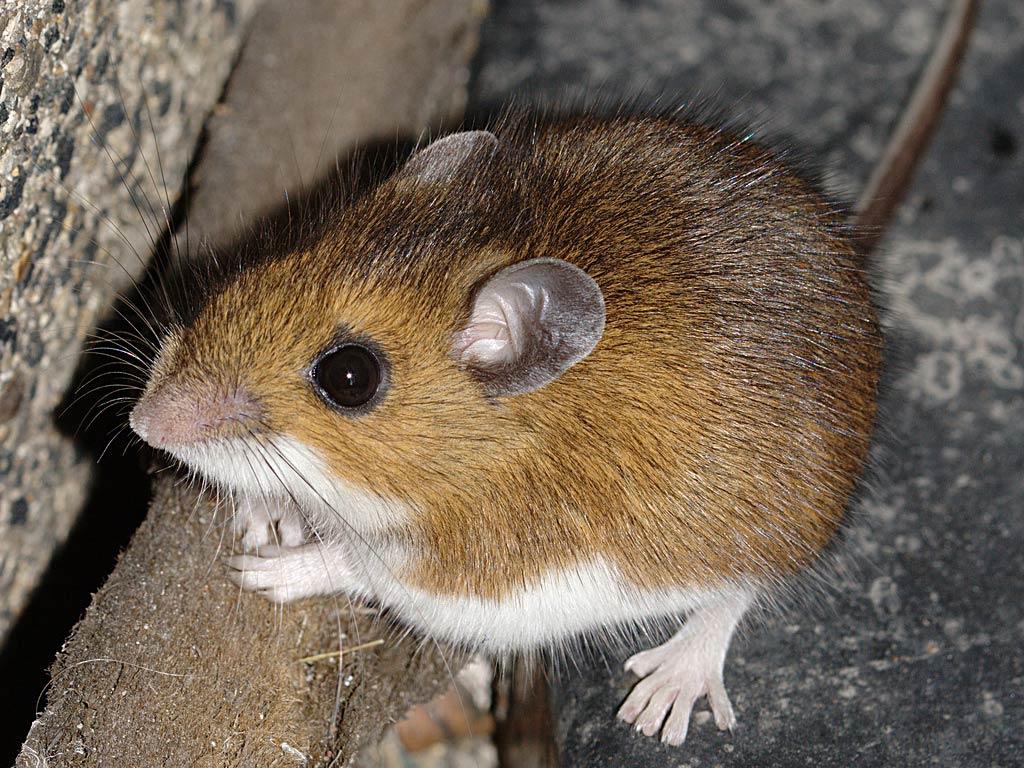 Common Mice Wallpapers Wallpaper Cave