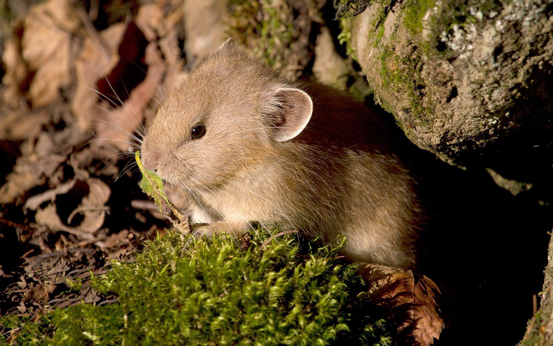 Common Mice Wallpapers Wallpaper Cave