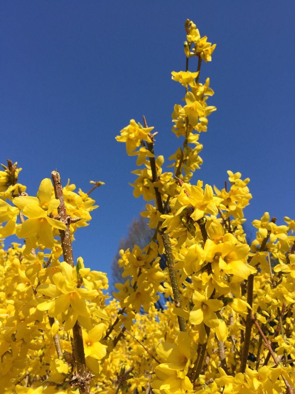 Blue And Yellow Aesthetic Wallpapers Wallpaper Cave