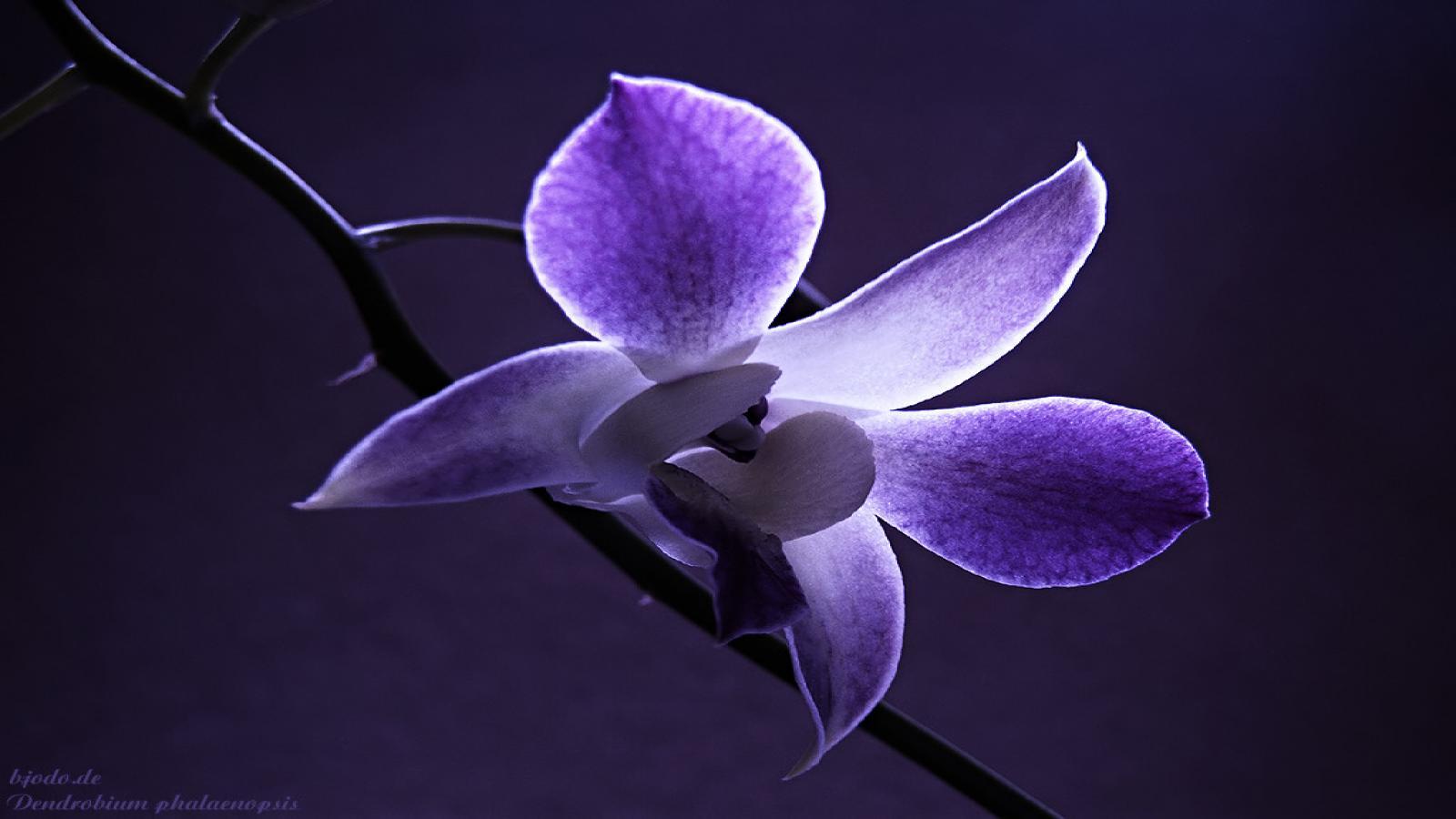 Simple Flower Wallpapers Wallpaper Cave