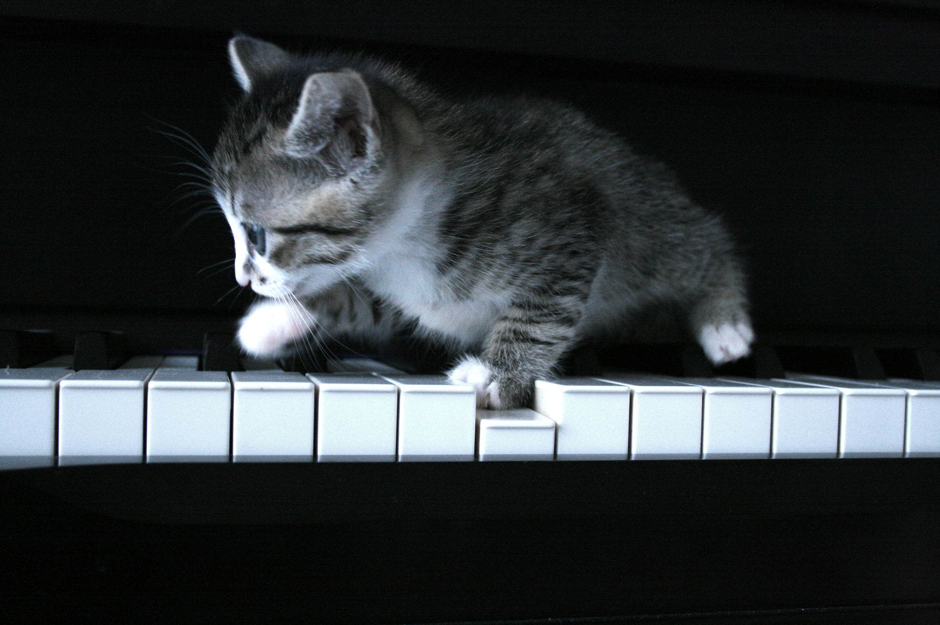 Piano Cat Wallpapers Wallpaper Cave