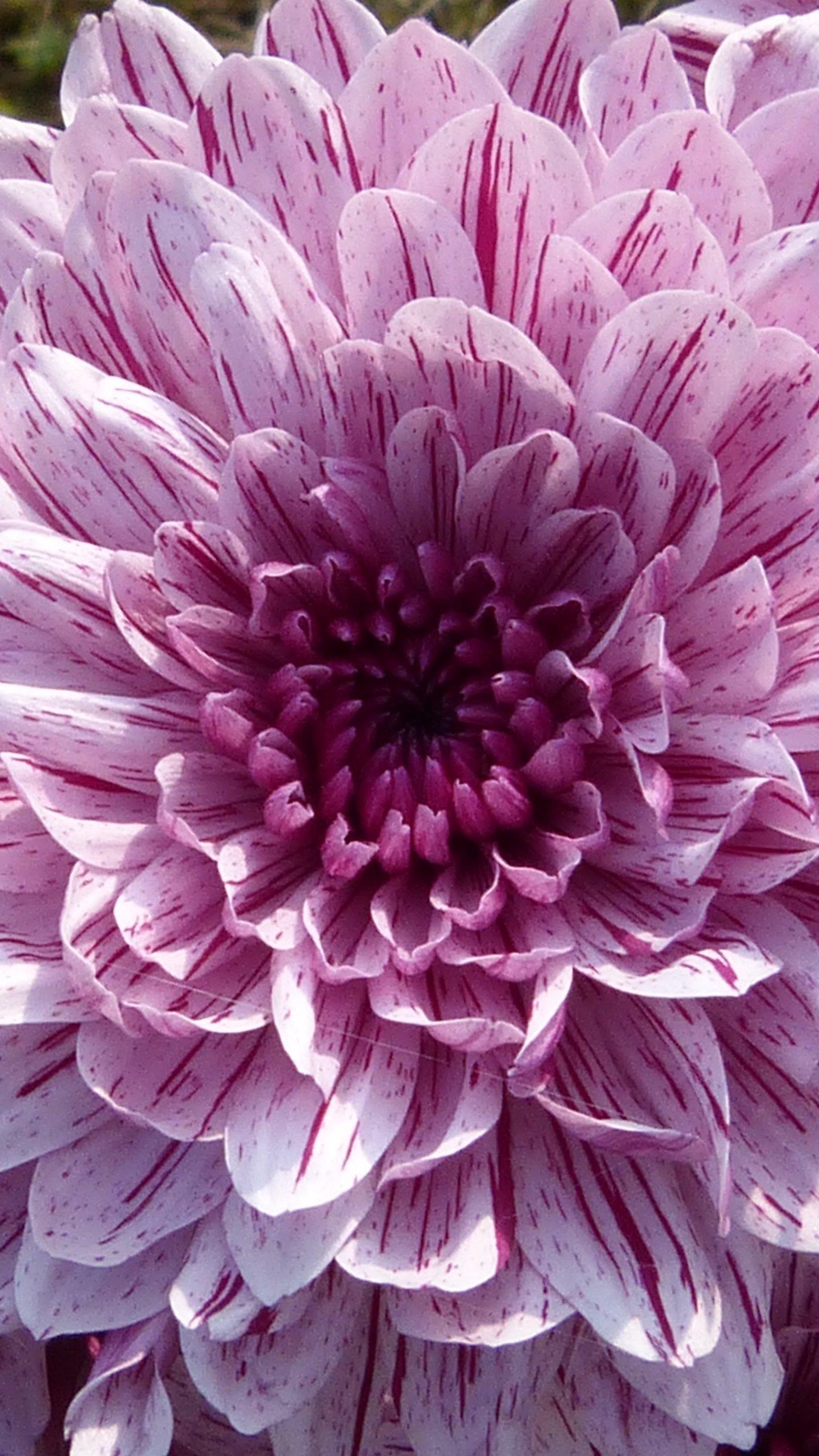 Dahlias Wallpapers Wallpaper Cave