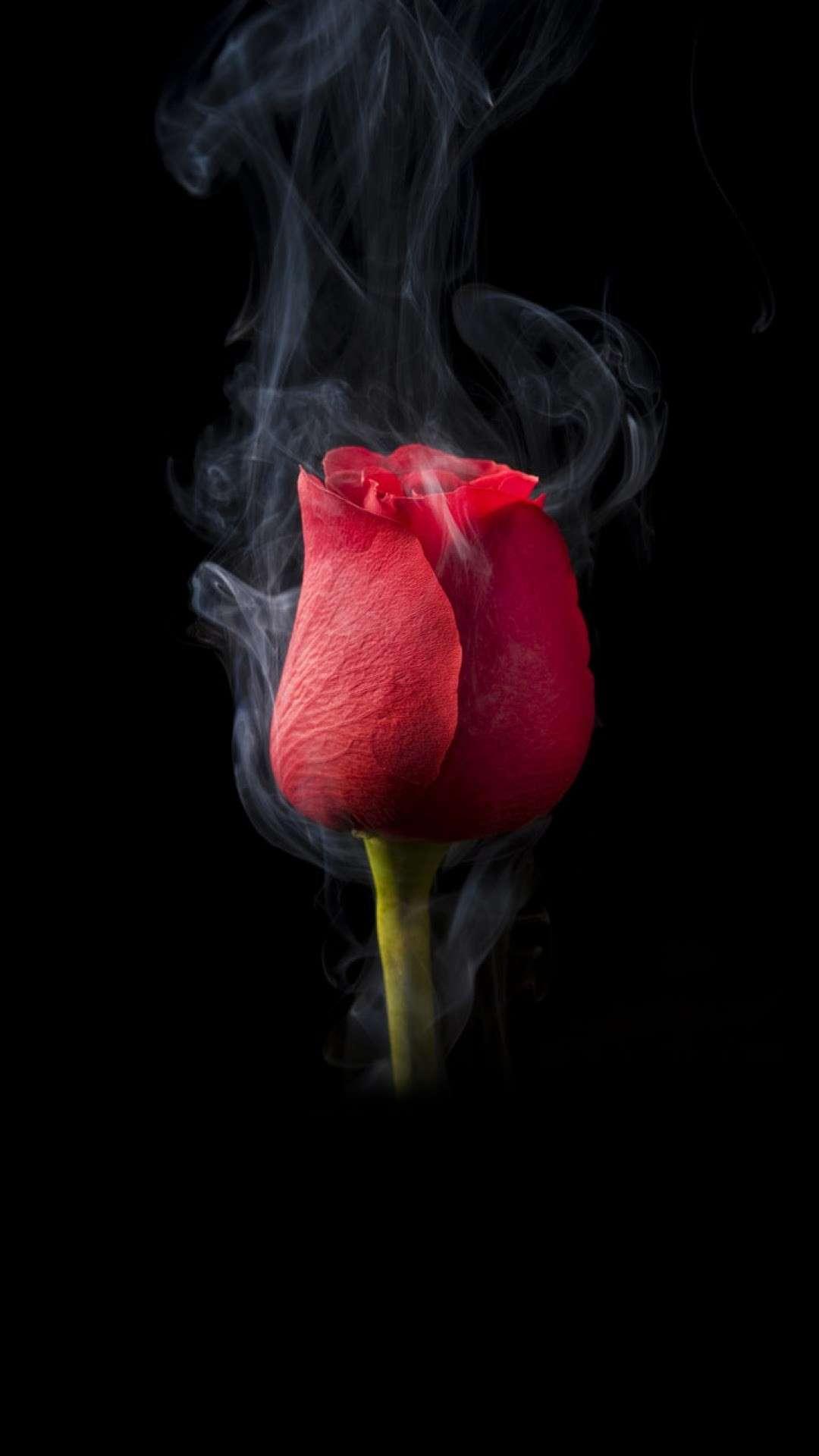 Amoled Rose Wallpapers Wallpaper Cave