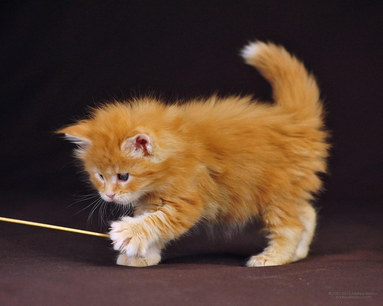 Orange Kitten Wallpapers Wallpaper Cave