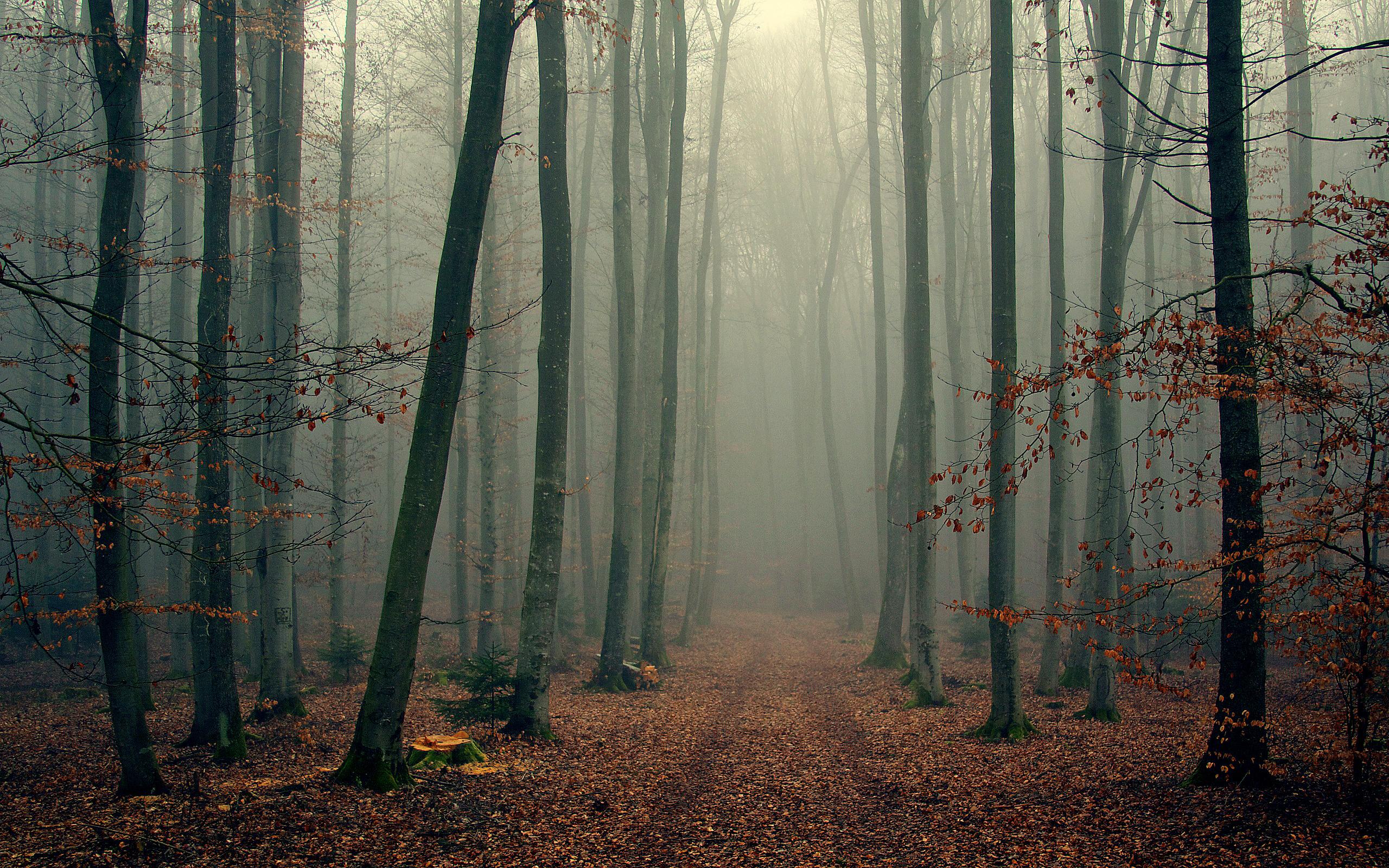 Forest Tall Trees Fog Wallpapers Wallpaper Cave