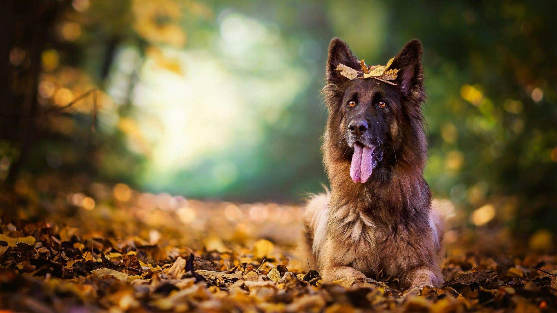 German Shepherd Desktop Wallpapers Wallpaper Cave