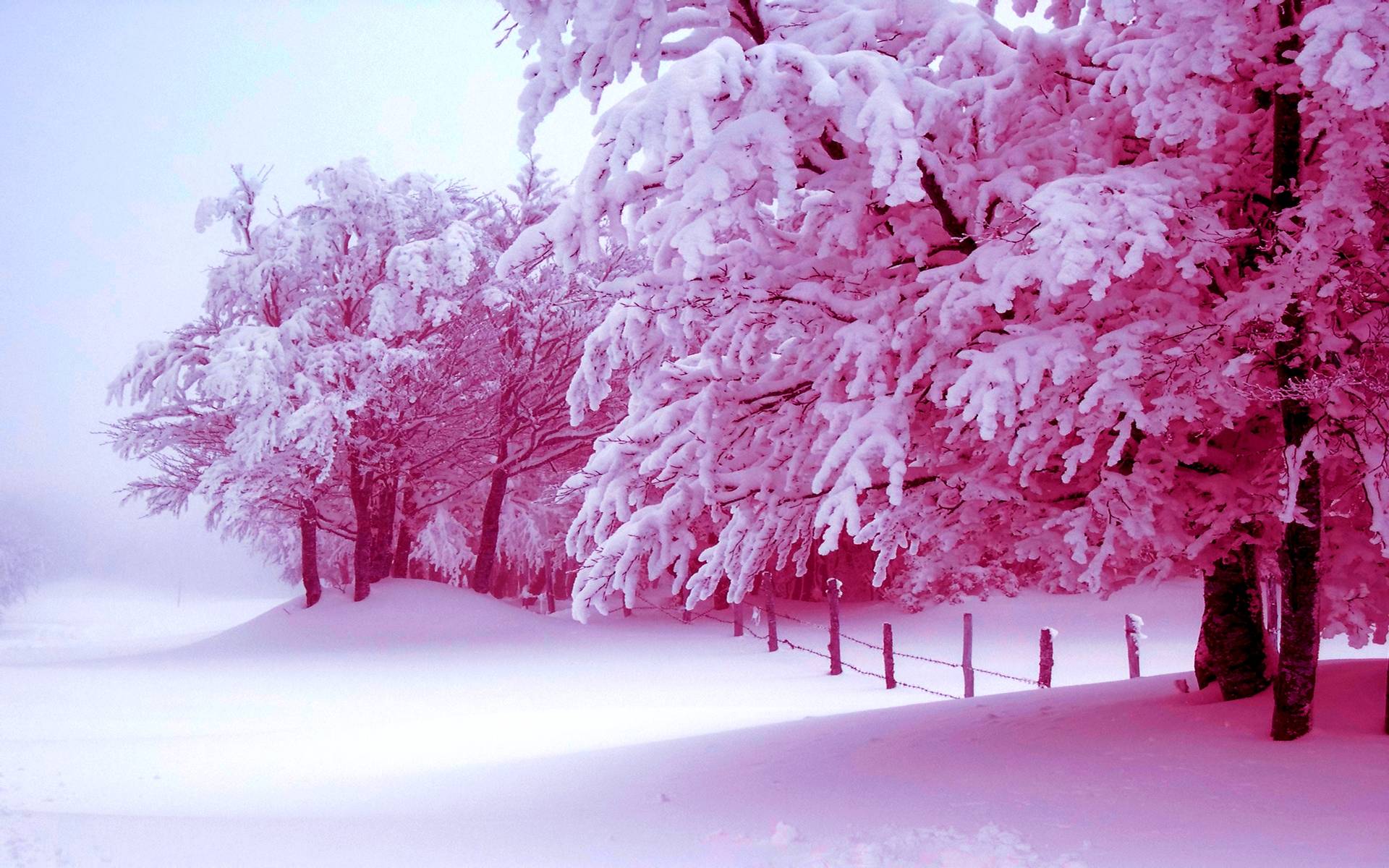 Pink Winter Laptop Wallpapers Wallpaper Cave