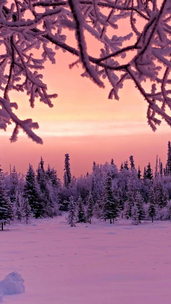 Winter Pink Wallpapers Wallpaper Cave