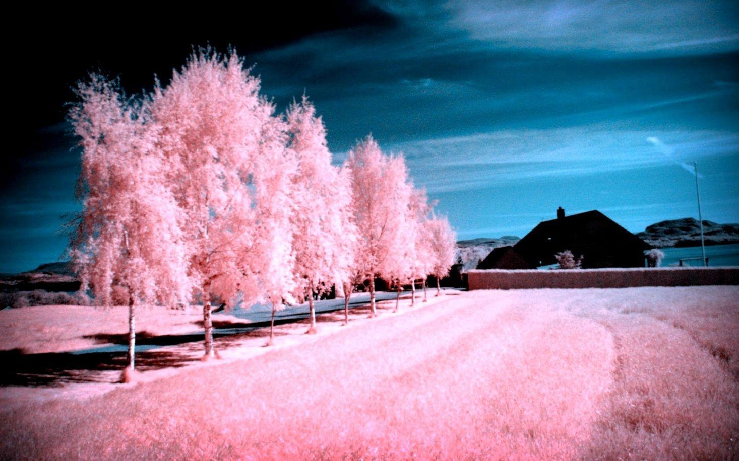 Winter Pink Wallpapers Wallpaper Cave
