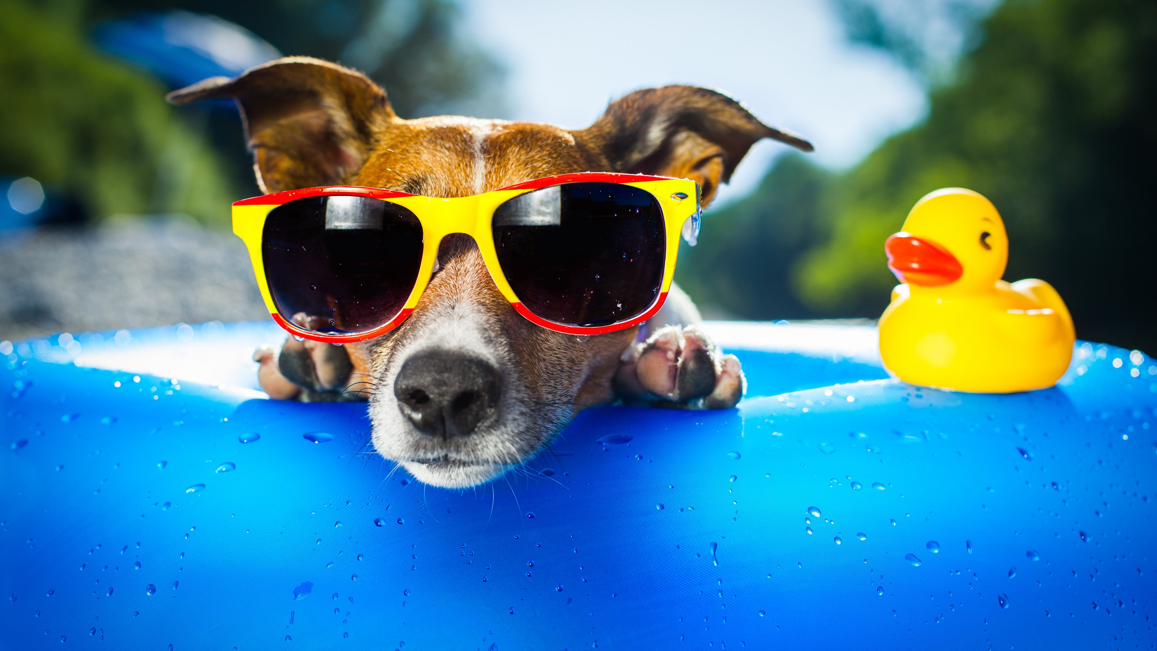 Animals In Summer Wallpapers Wallpaper Cave