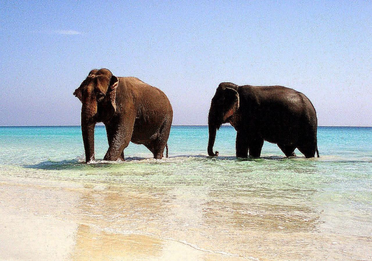 Animals In Summer Wallpapers Wallpaper Cave