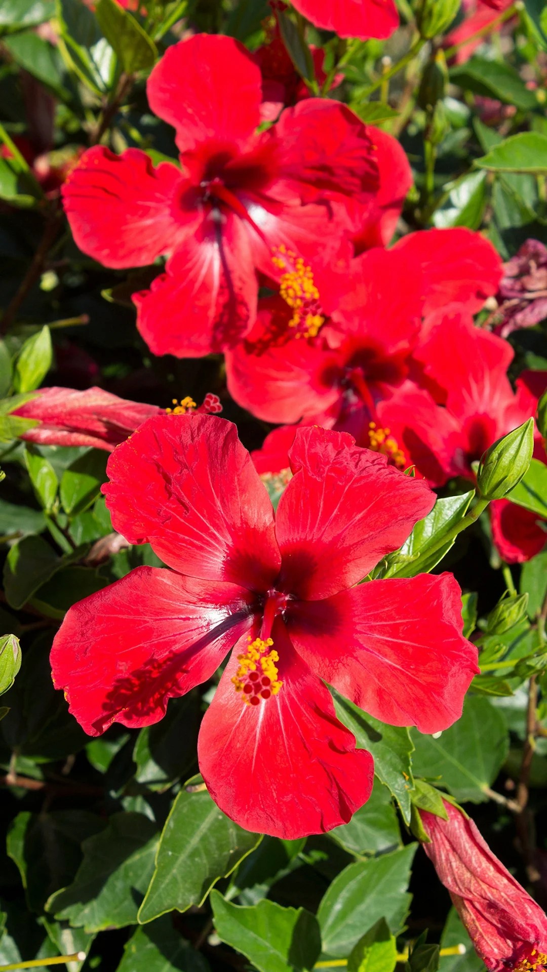 Red Hibiscus Flower Wallpapers Wallpaper Cave