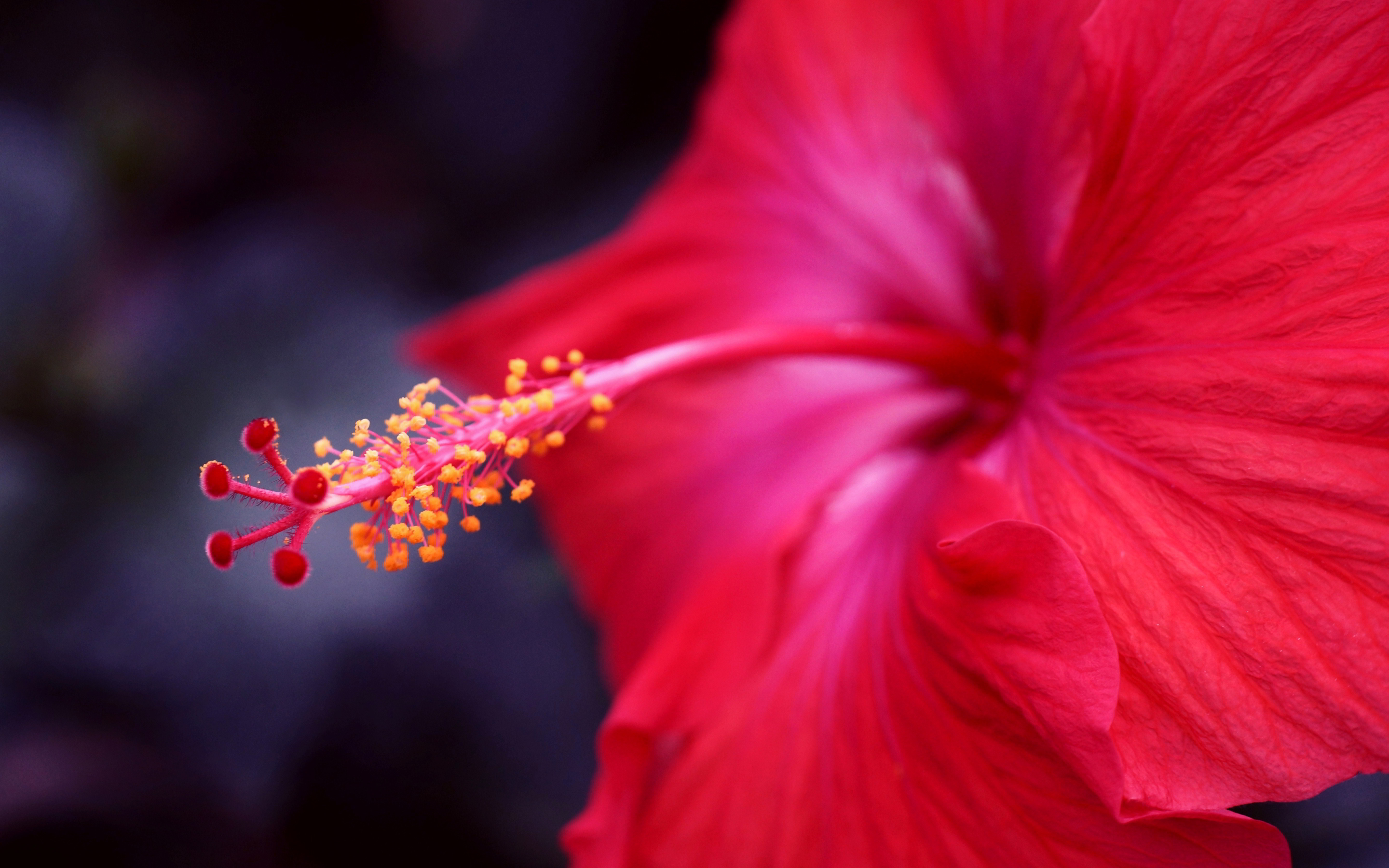 Red Hibiscus Flower Wallpapers Wallpaper Cave