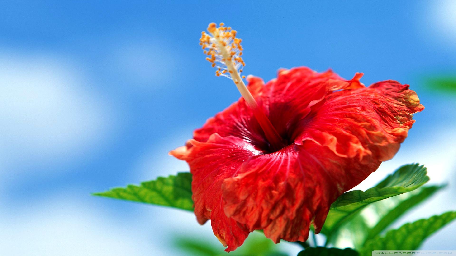 Red Hibiscus Flower Wallpapers Wallpaper Cave
