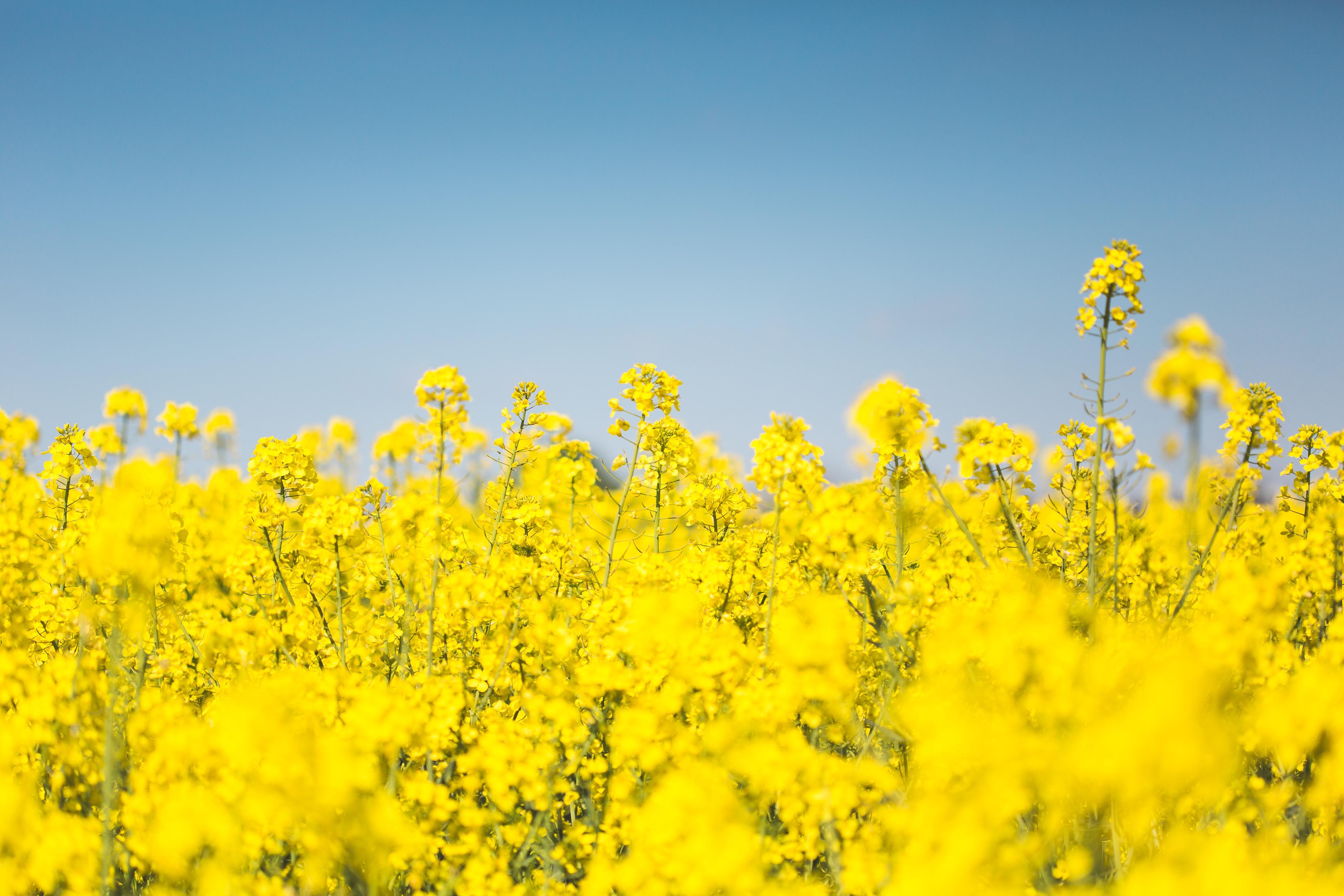 Yellow Canola Field Wallpapers Wallpaper Cave
