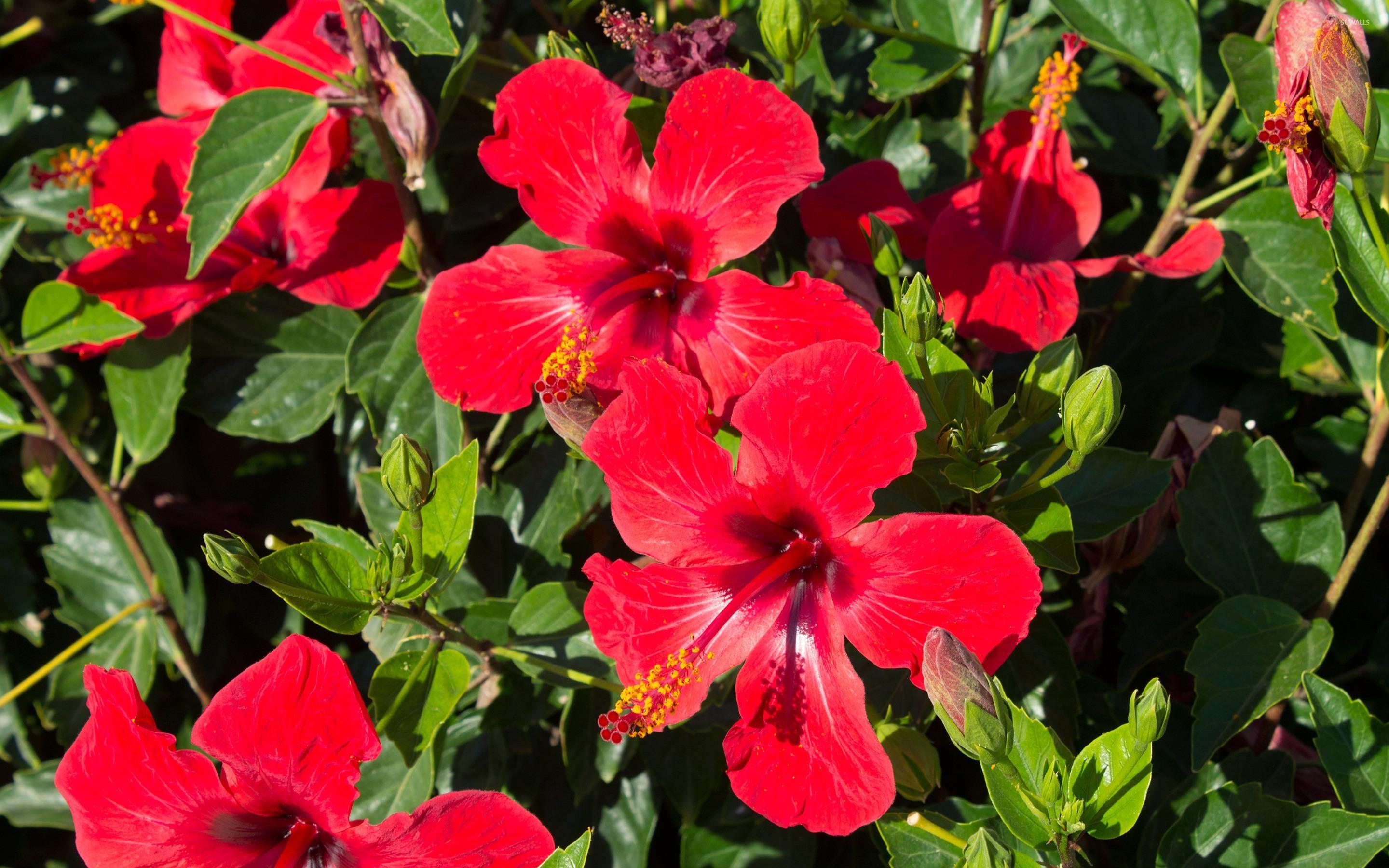 Red Hibiscus Flower Wallpapers Wallpaper Cave
