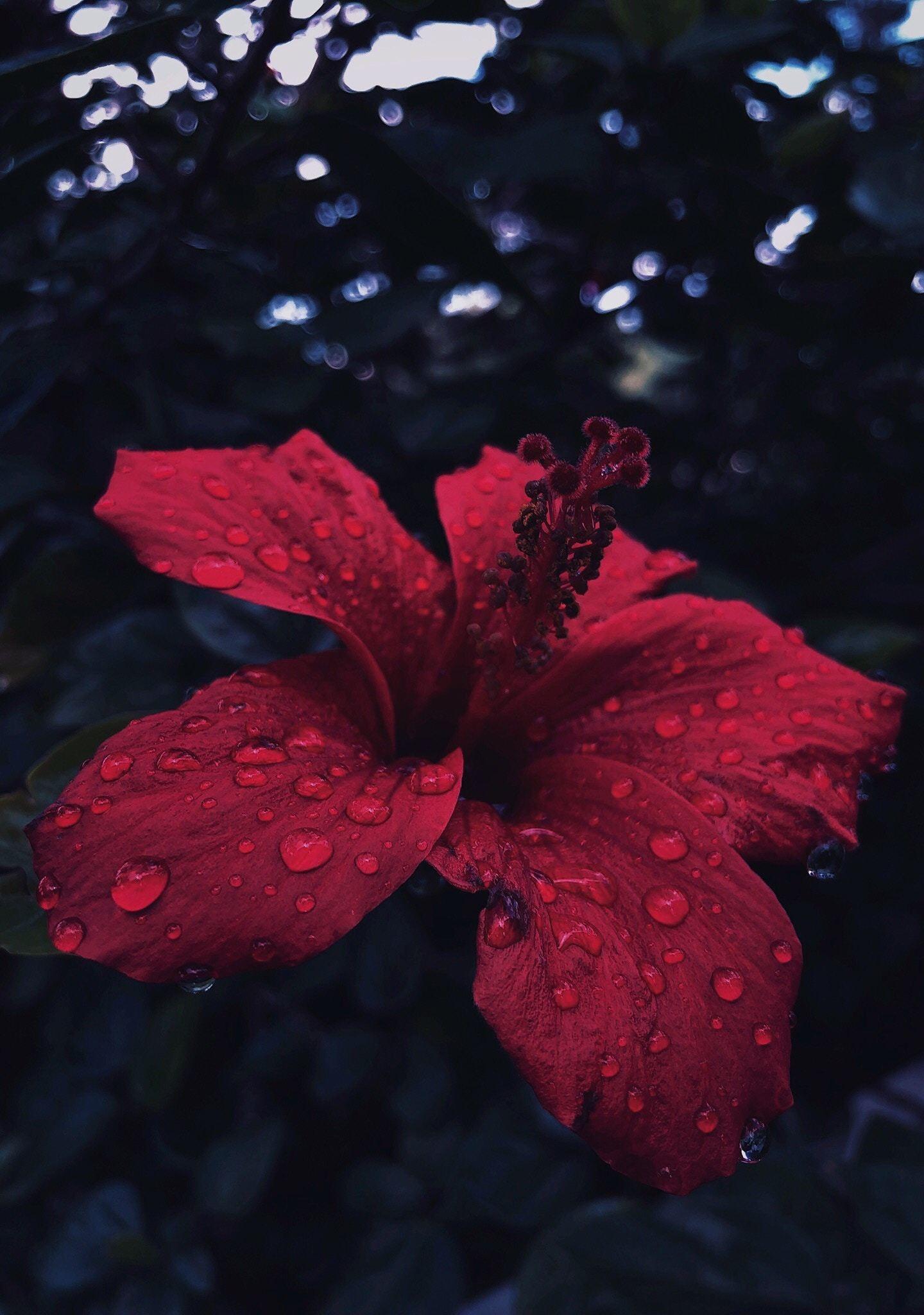Red Hibiscus Flower Wallpapers Wallpaper Cave