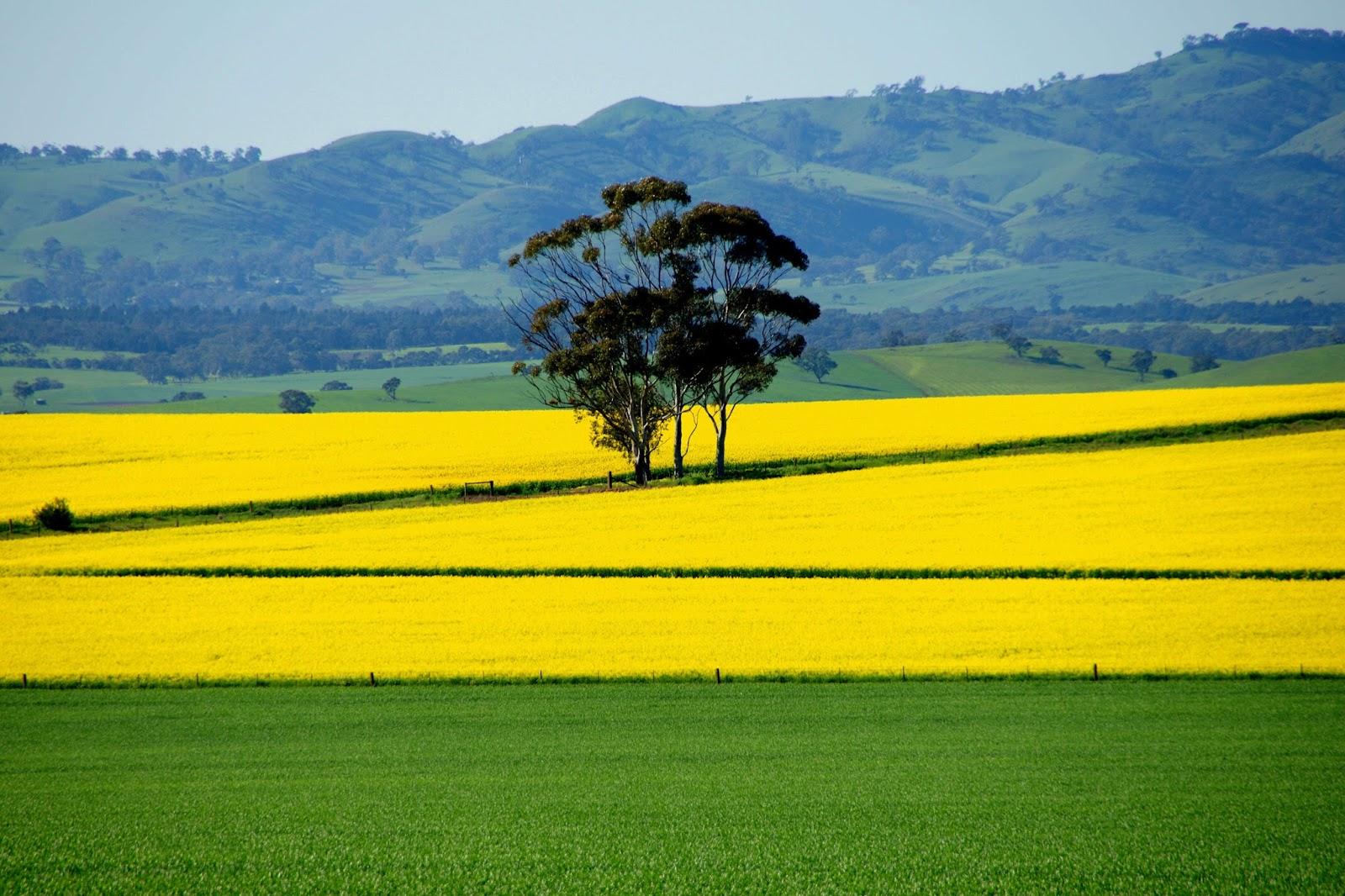 Yellow Canola Field Wallpapers Wallpaper Cave