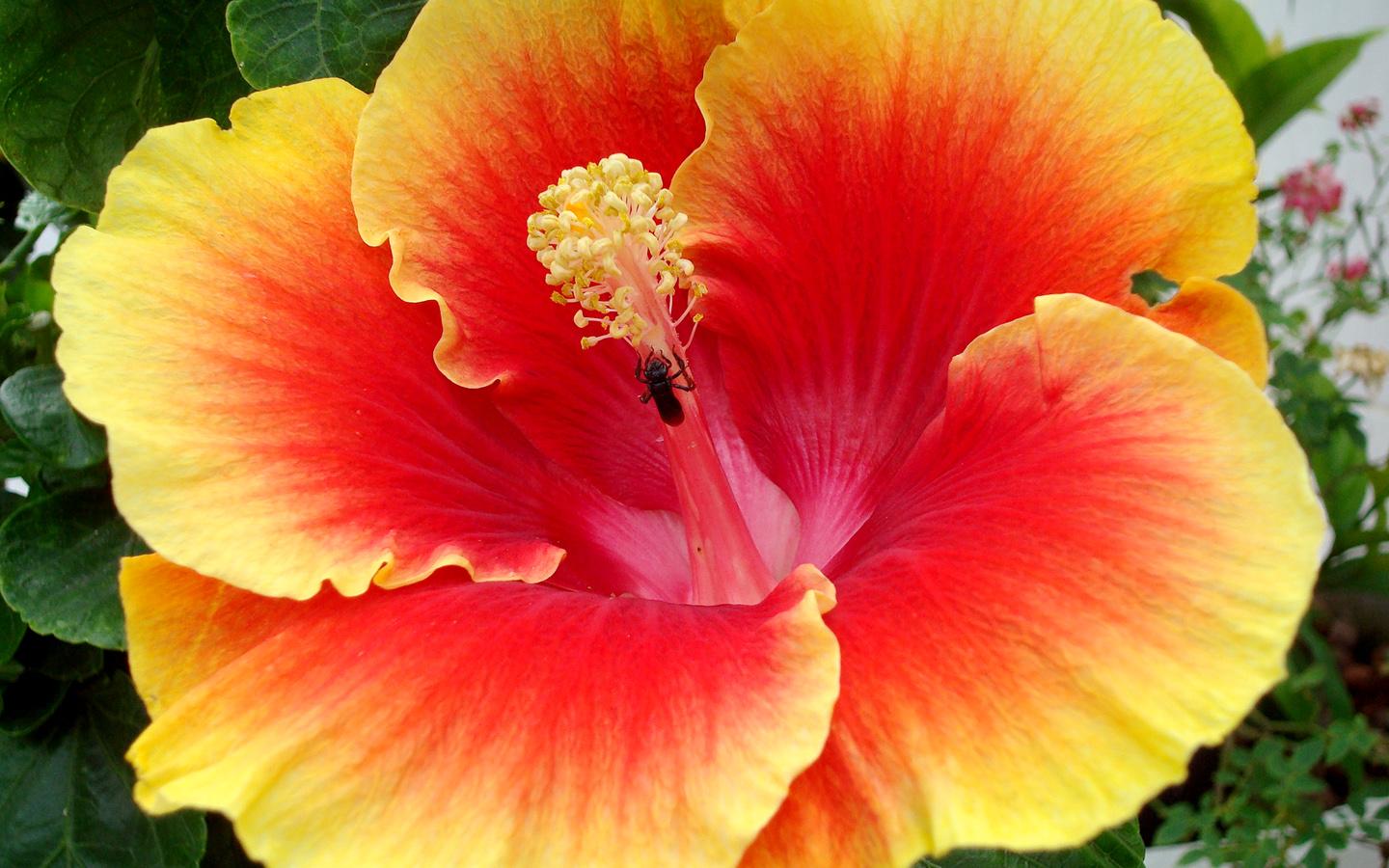 Red Hibiscus Flower Wallpapers Wallpaper Cave
