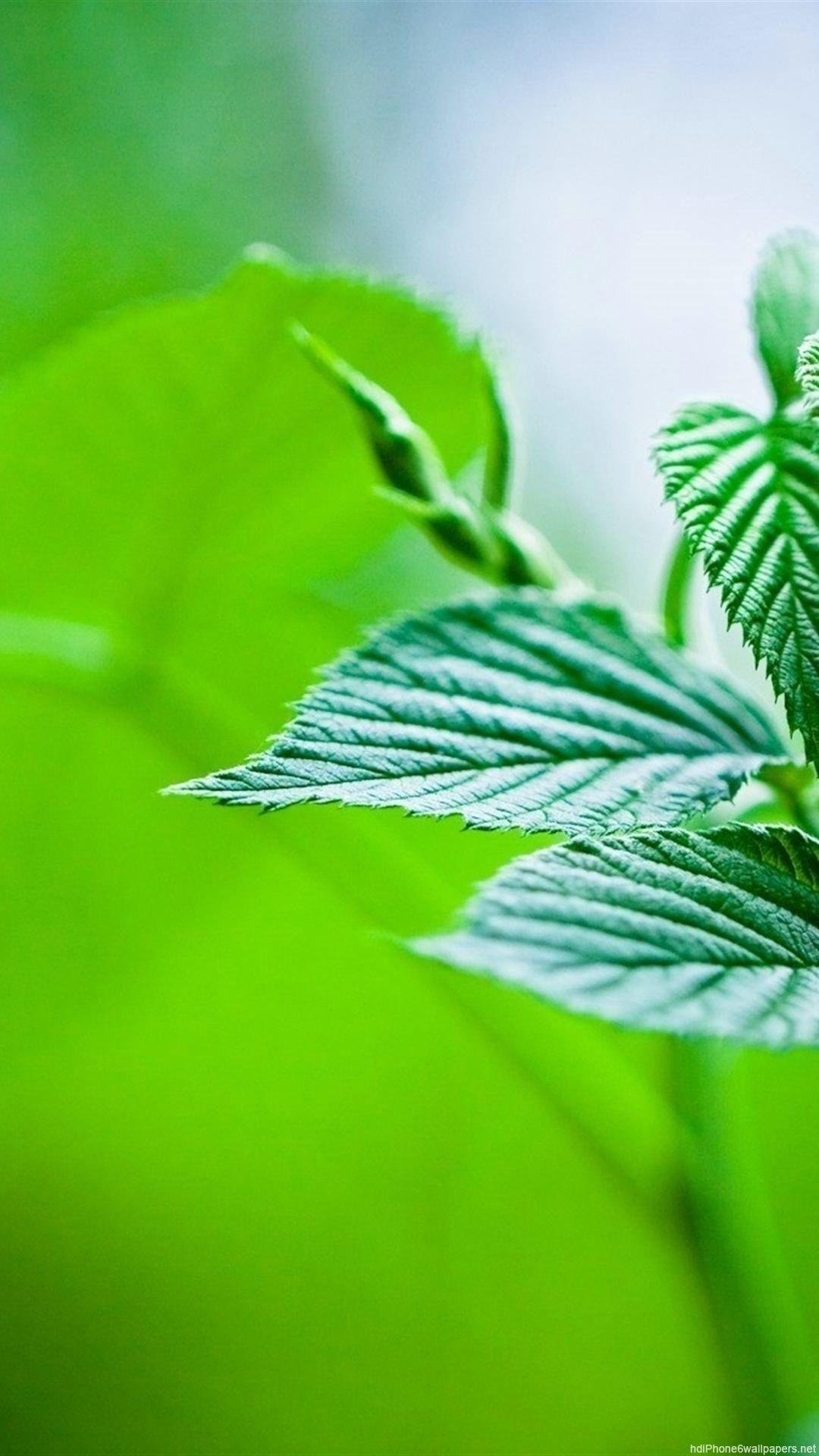 Vertical Nature Wallpapers Wallpaper Cave