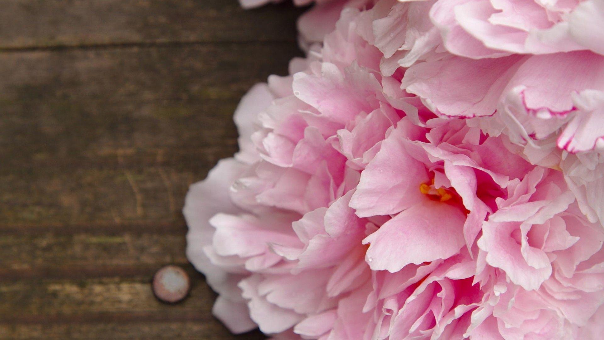 Desktop Peonies Wallpapers Wallpaper Cave