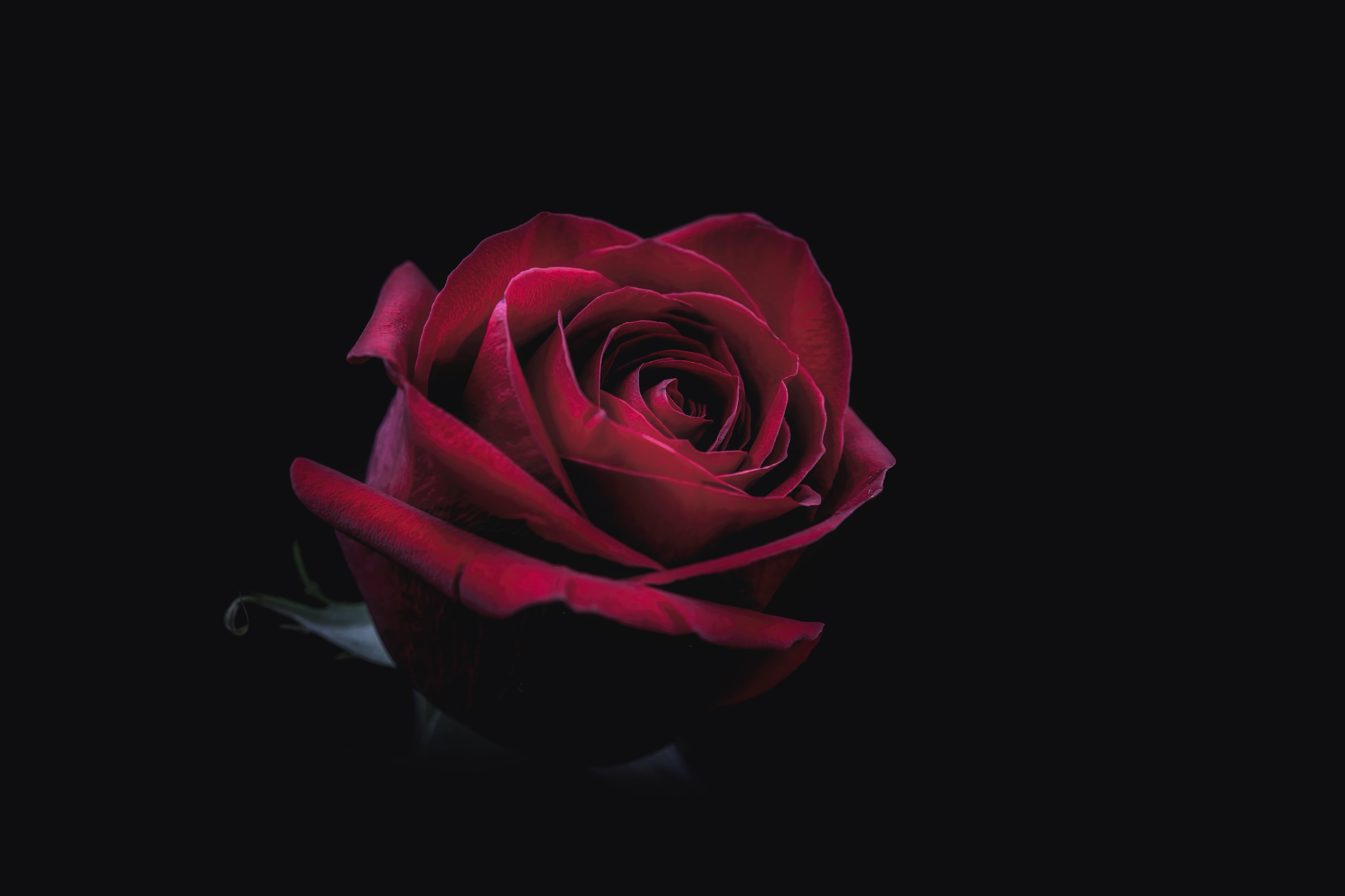 Dark Flower Petals Wallpapers Wallpaper Cave