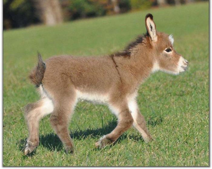 MaMa and Baby Donkeys in a Heartwarming Scene MaMa and Baby Donkeys in a Heartwarming Scene