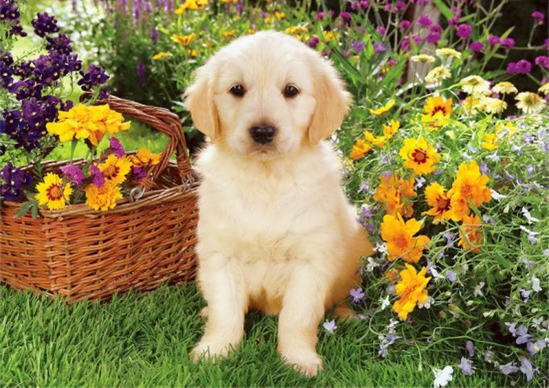 Puppy In Spring Wallpapers Wallpaper Cave