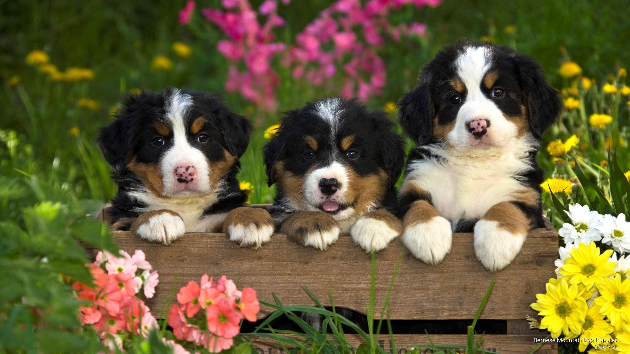 Dogs Spring Wallpapers Wallpaper Cave