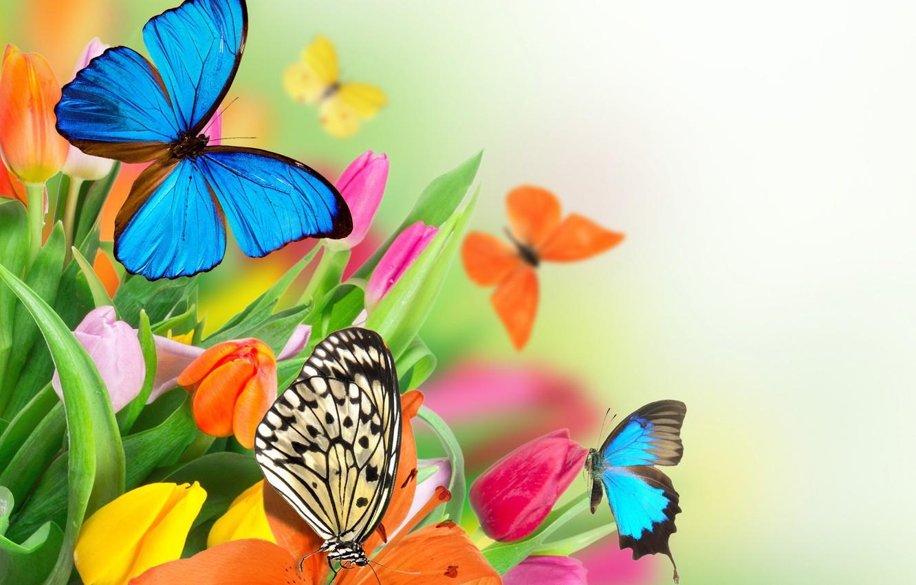 Butterfly Spring Wallpapers Wallpaper Cave