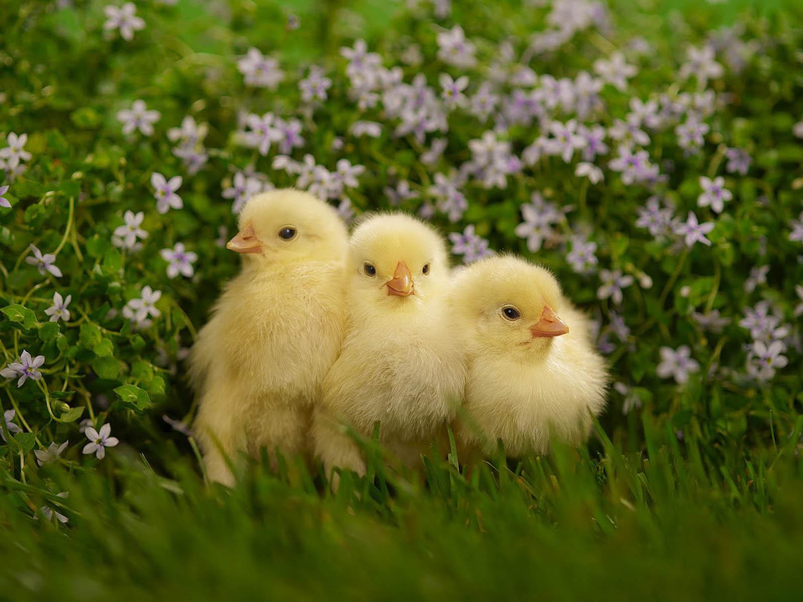 Baby Spring Animals Wallpapers Wallpaper Cave