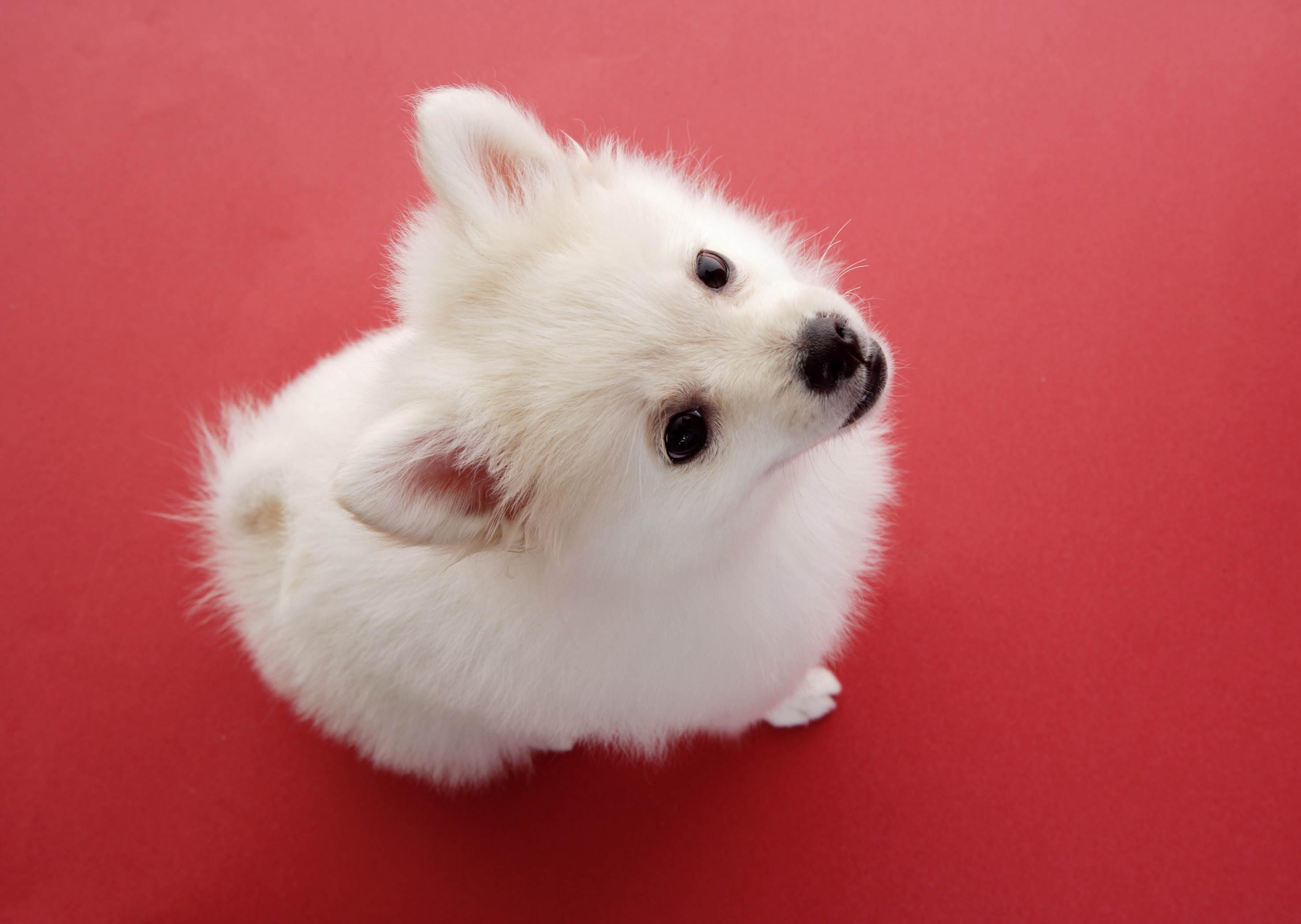 White Pomeranian Wallpapers Wallpaper Cave