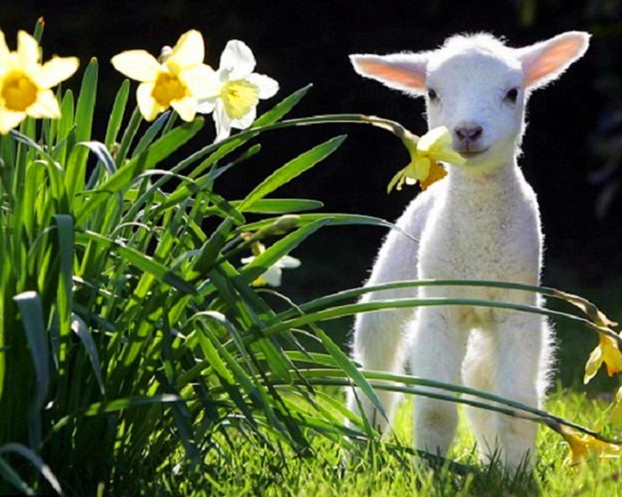 Cute Spring Animals Wallpapers Wallpaper Cave
