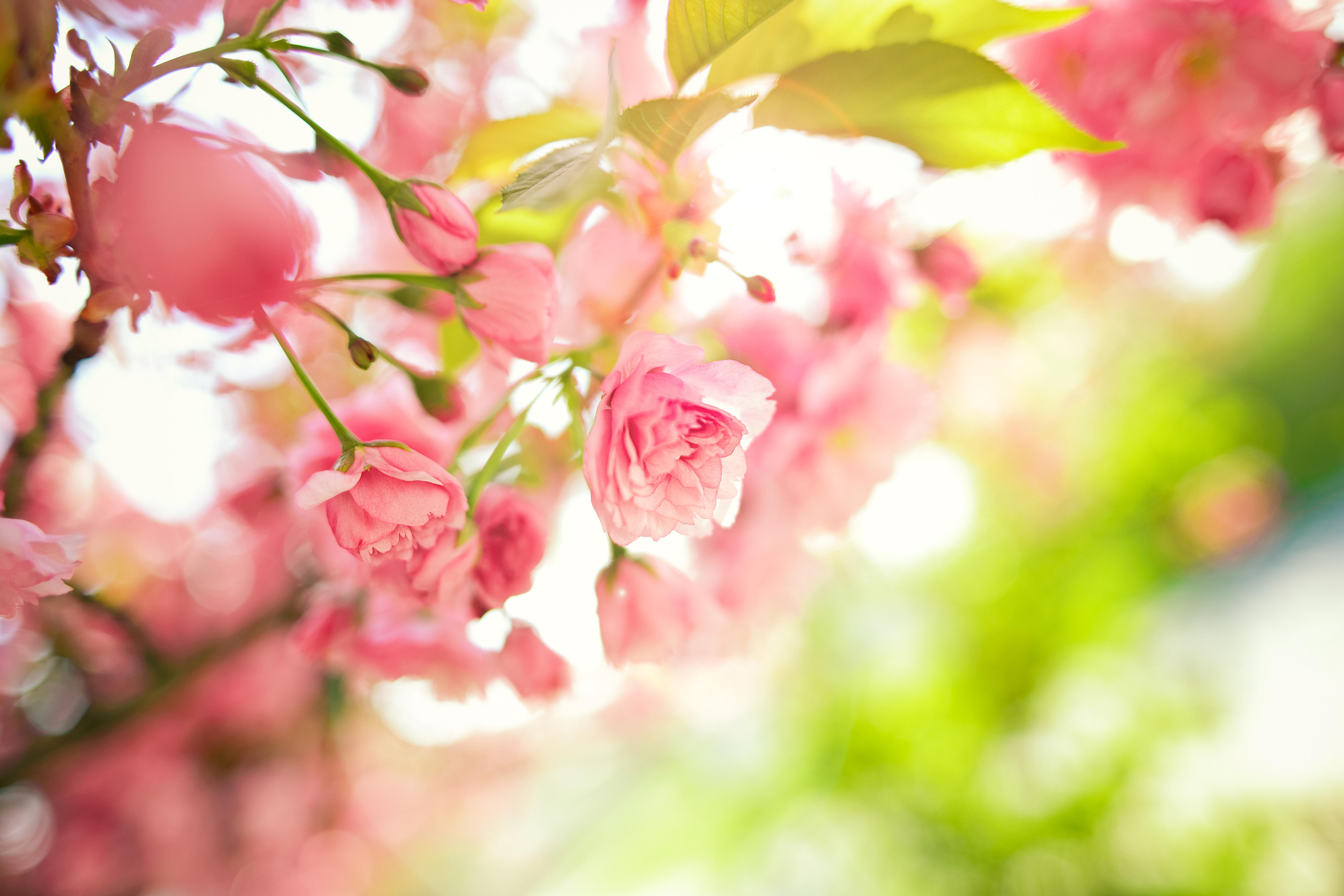 Spring Flowers 4k HD Wallpapers Wallpaper Cave