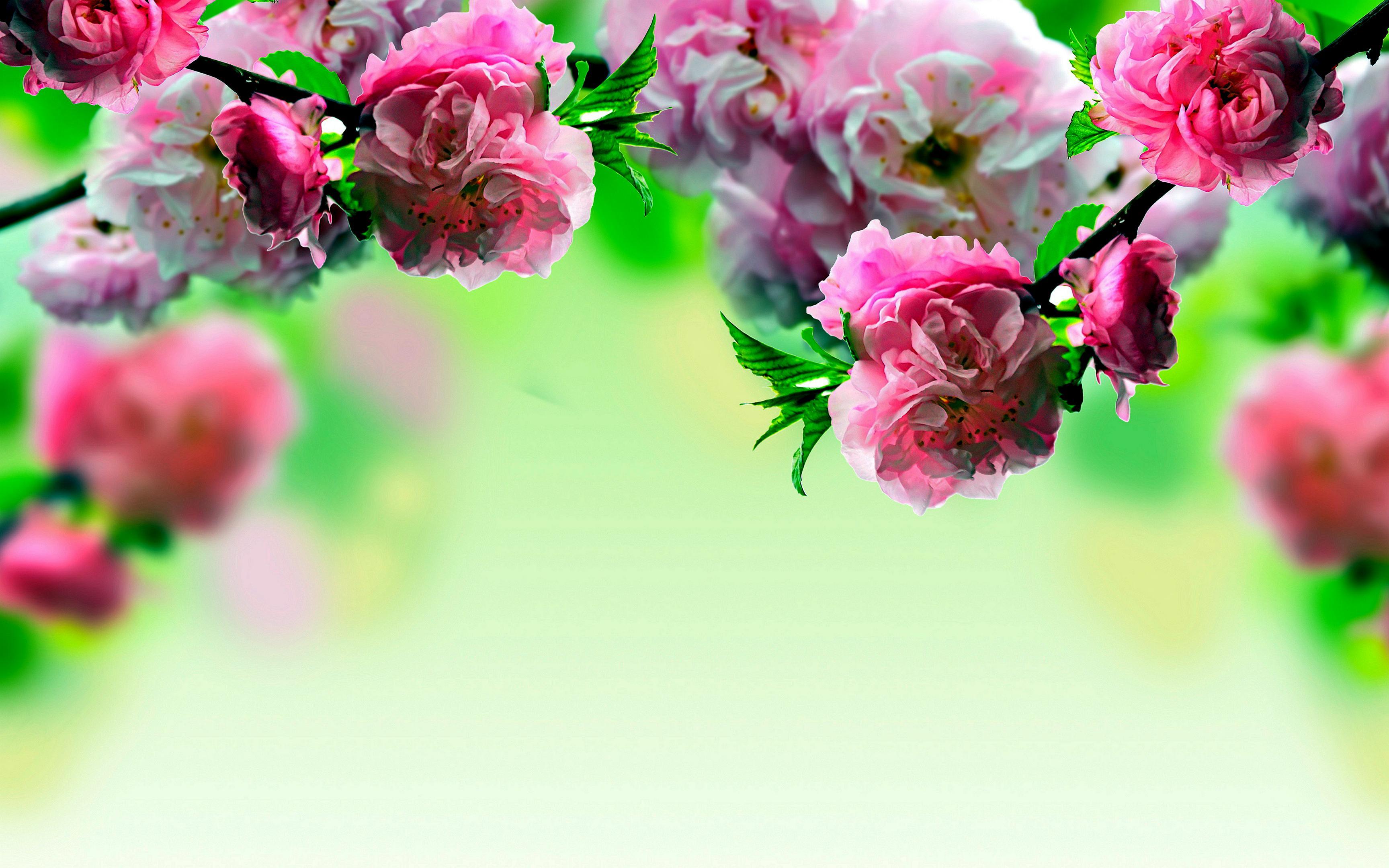 Spring Flowers 4k Wallpapers Wallpaper Cave