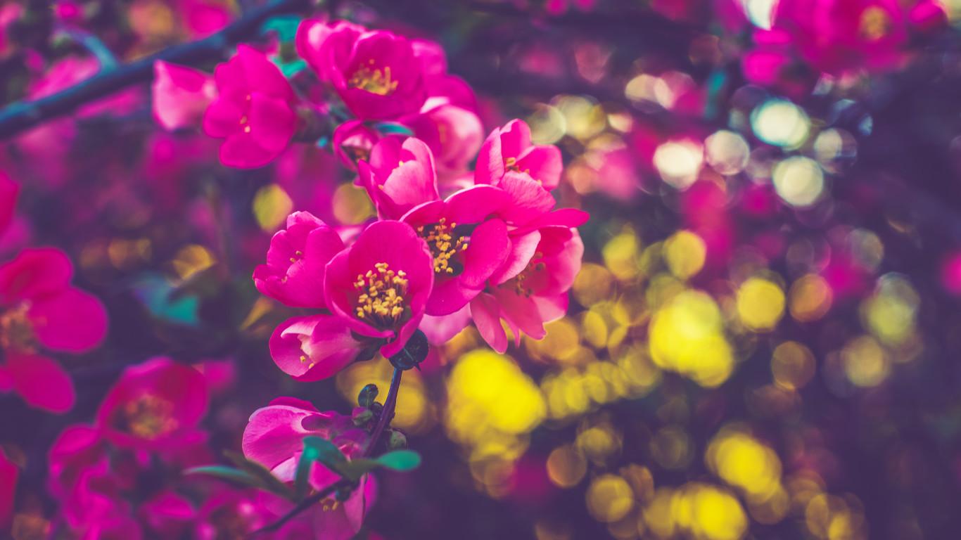 Spring Flowers 4k Wallpapers Wallpaper Cave
