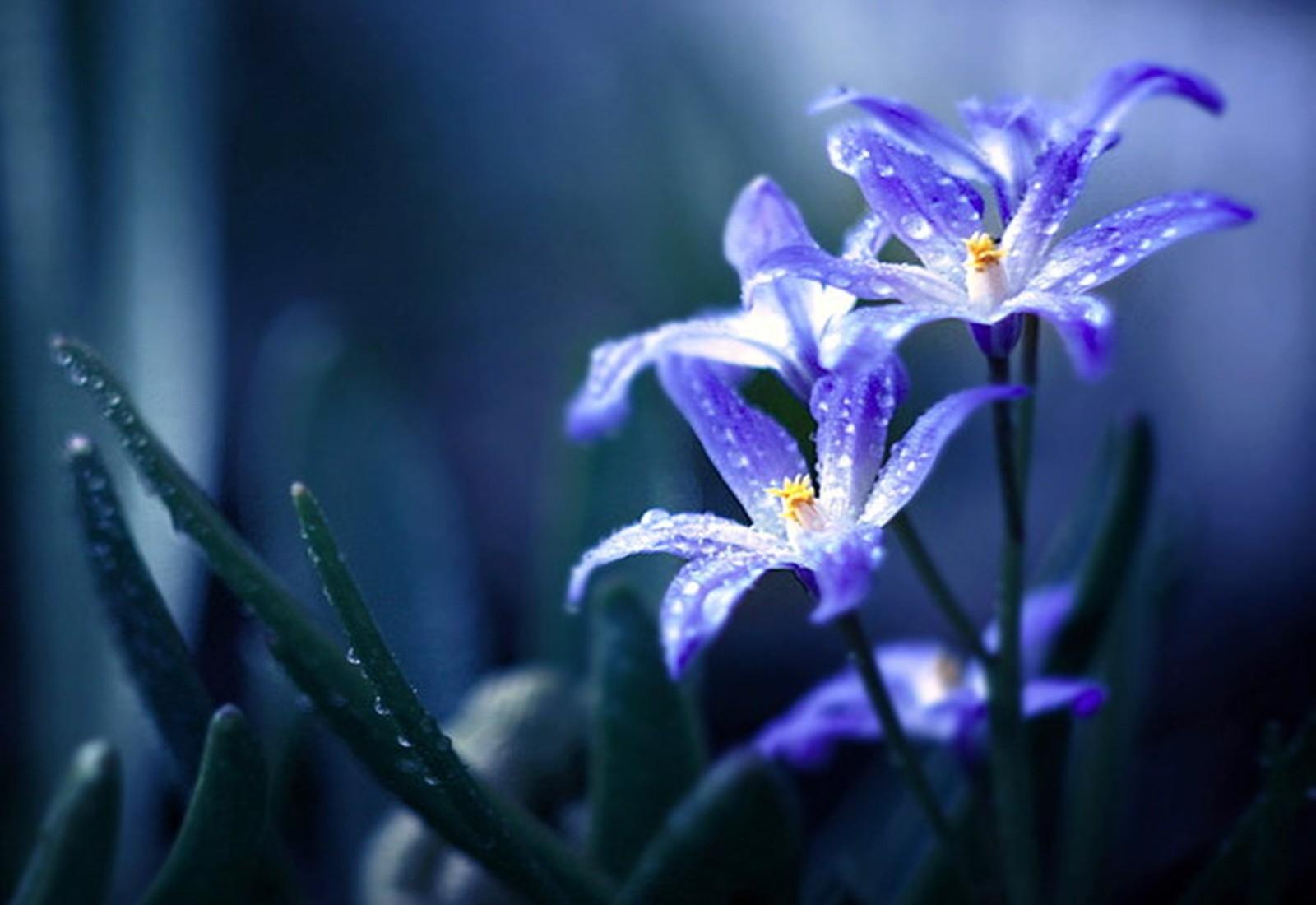 Spring Flowers 4k Wallpapers Wallpaper Cave