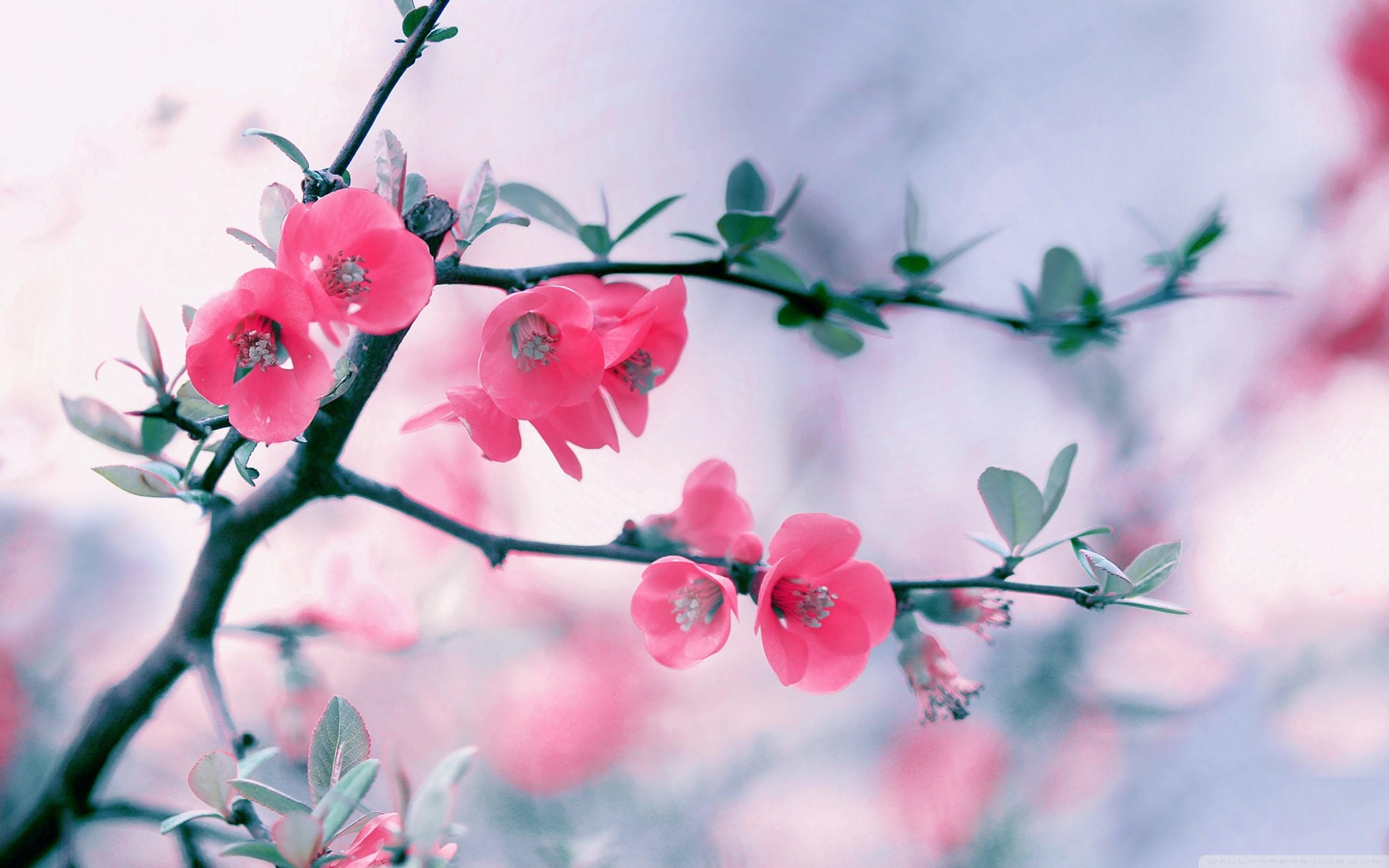 Spring Flowers 4k Wallpapers Wallpaper Cave