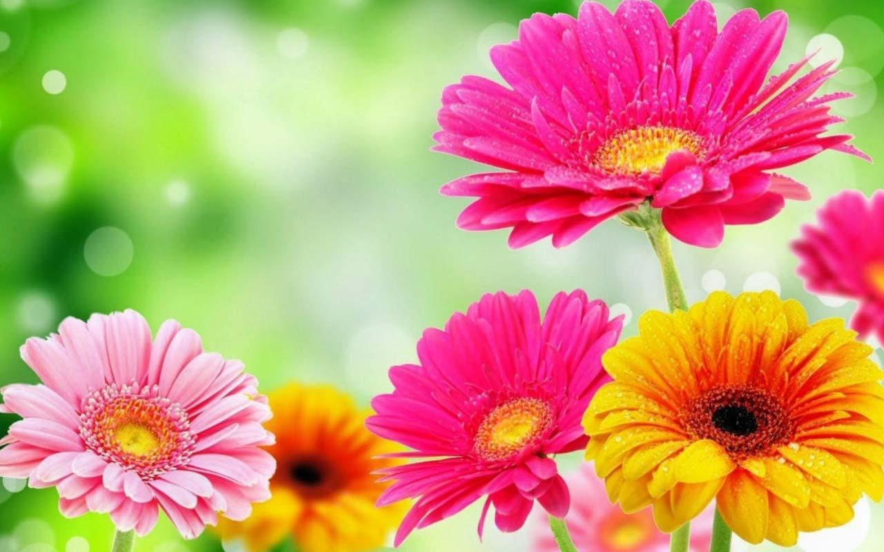 Spring Flowers 4k Wallpapers Wallpaper Cave