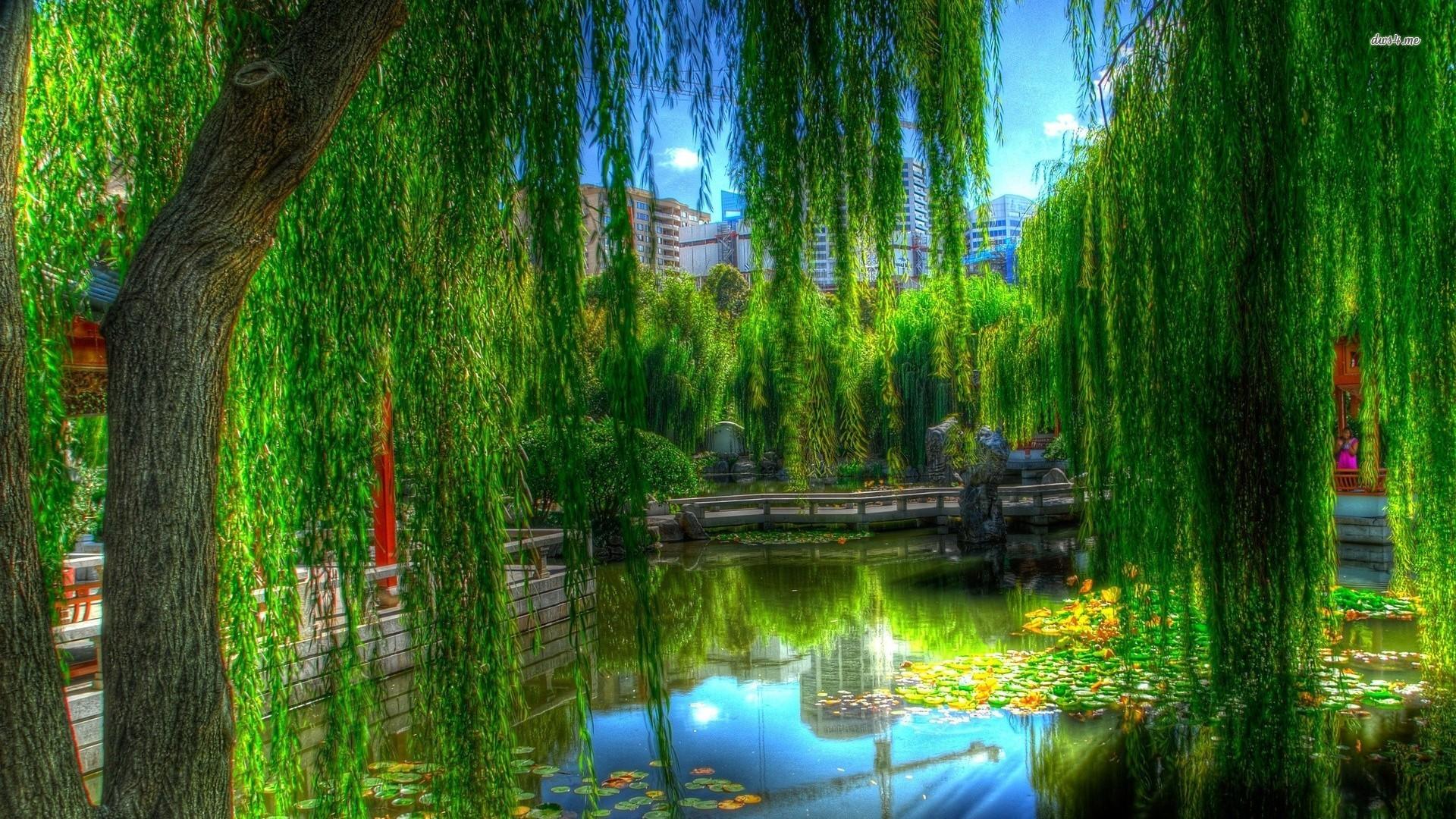 Willow Tree Wallpapers Wallpaper Cave