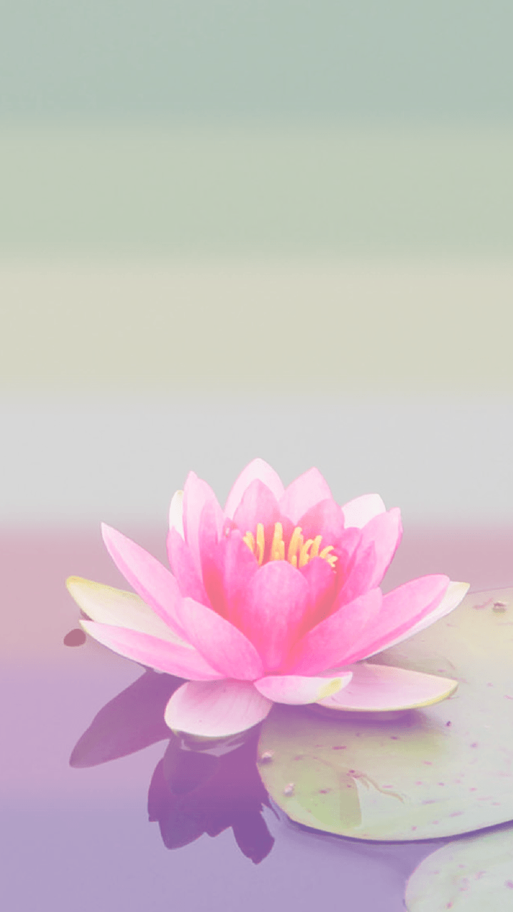 Cute Lotus Flowers Phone Wallpapers Wallpaper Cave
