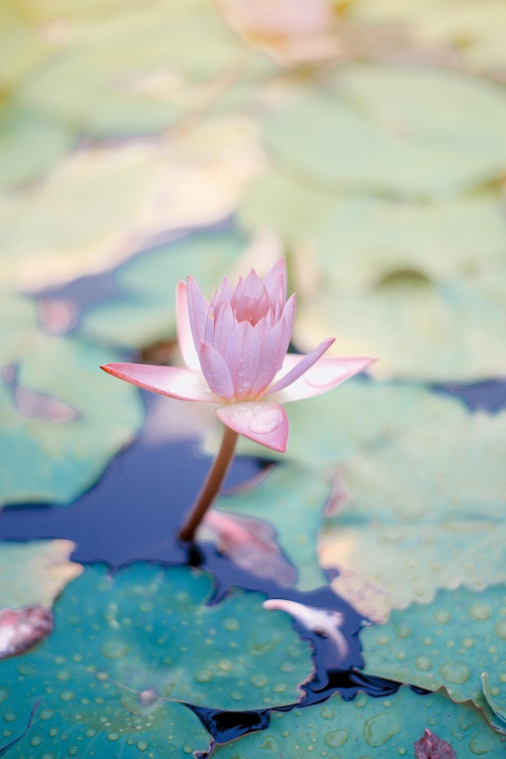 Cute Lotus Flowers Phone Wallpapers Wallpaper Cave