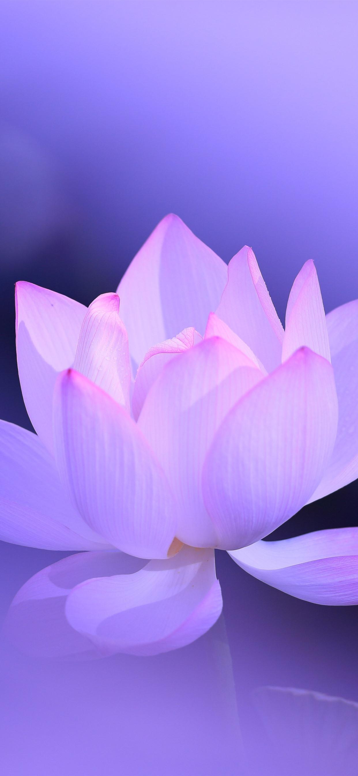 Cute Lotus Flowers Phone Wallpapers Wallpaper Cave