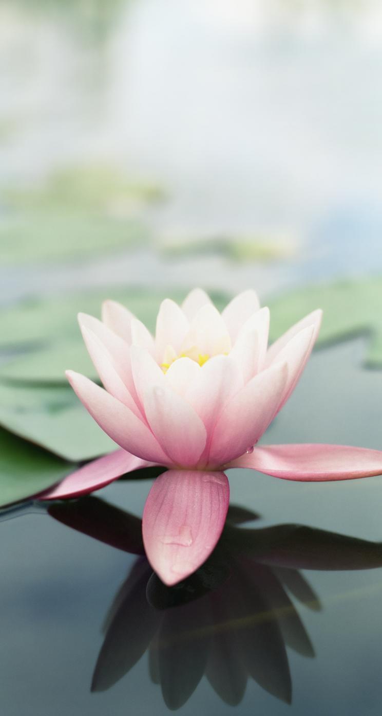 Cute Lotus Flowers Phone Wallpapers Wallpaper Cave