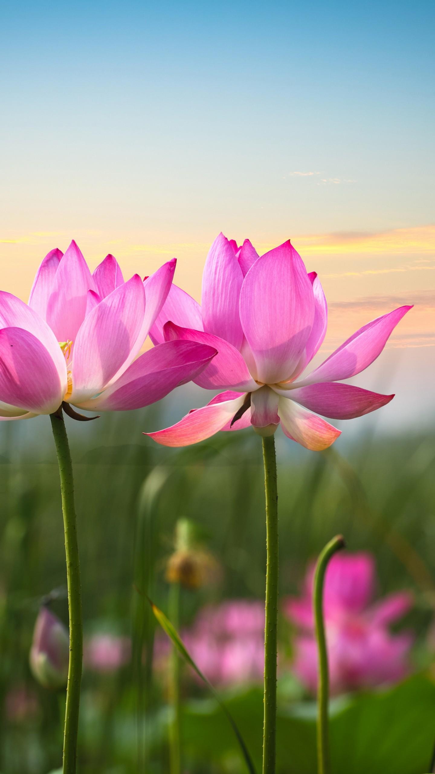 Cute Lotus Flowers Phone Wallpapers Wallpaper Cave