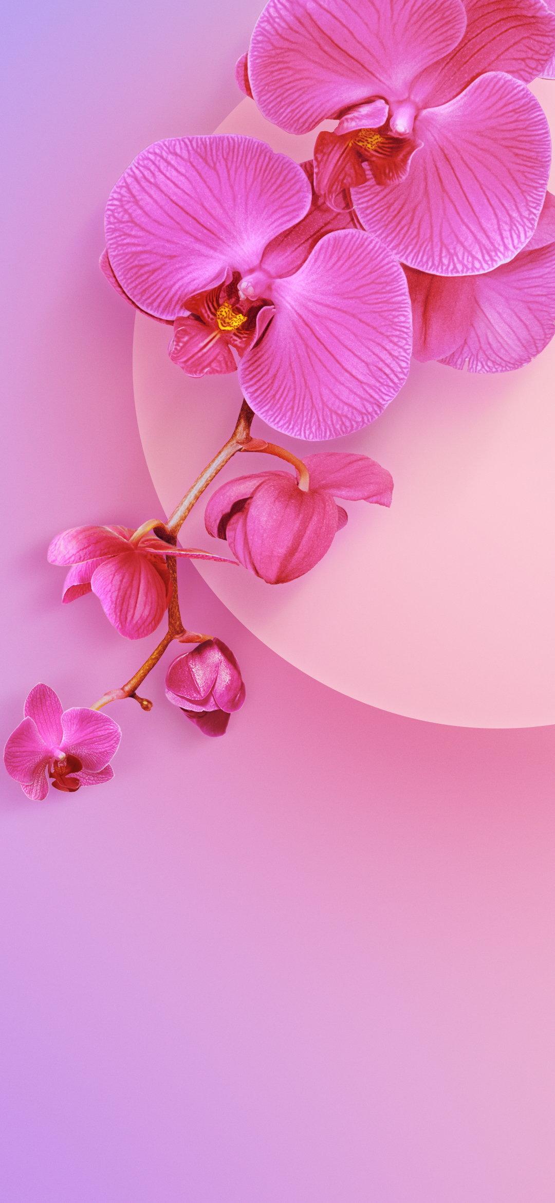 Xiaomi Phone Pink Wallpapers Wallpaper Cave